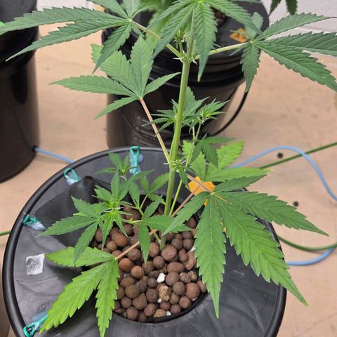 420 Mystery x7 -1 growlog photo: #4 