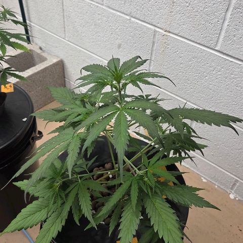 420 Mystery x7 -1 growlog photo: #1