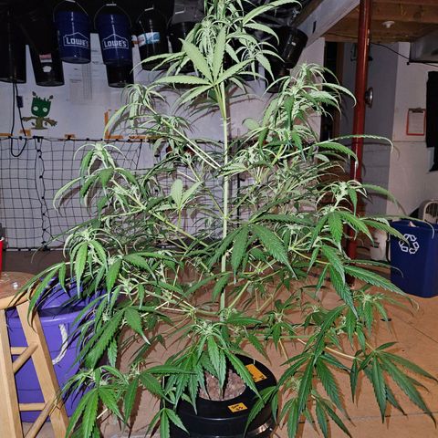 420 Mystery x7 -1 growlog timeline photo