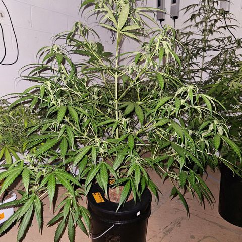 420 Mystery x7 -1 growlog photo: #1