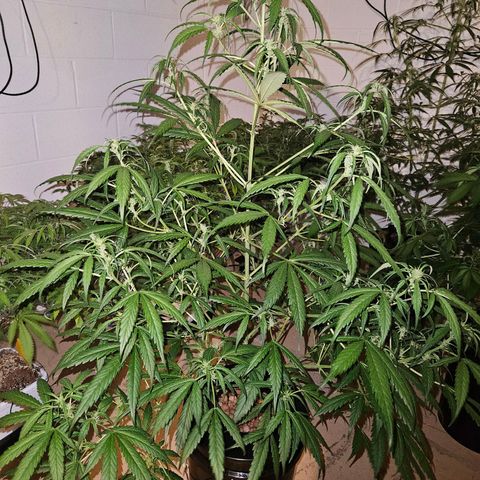 420 Mystery x7 -1 growlog photo: #1