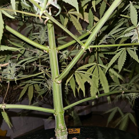 420 Mystery x7 -1 growlog timeline photo