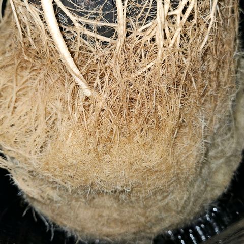 420 Mystery x7 -1 growlog timeline photo