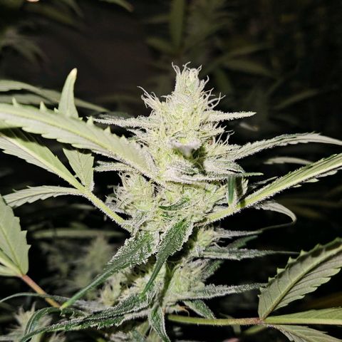 420 Mystery x7 -1 growlog timeline photo