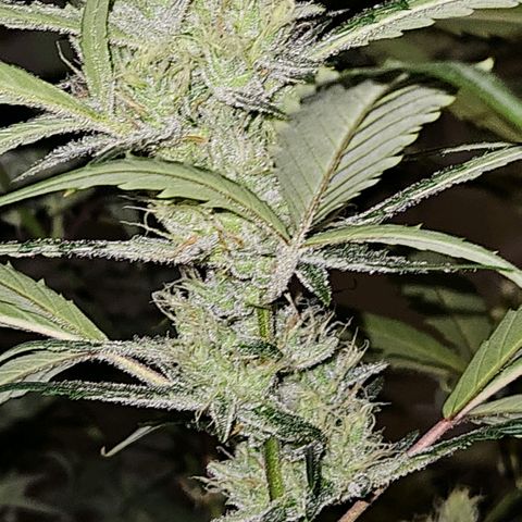 420 Mystery x7 -1 growlog timeline photo