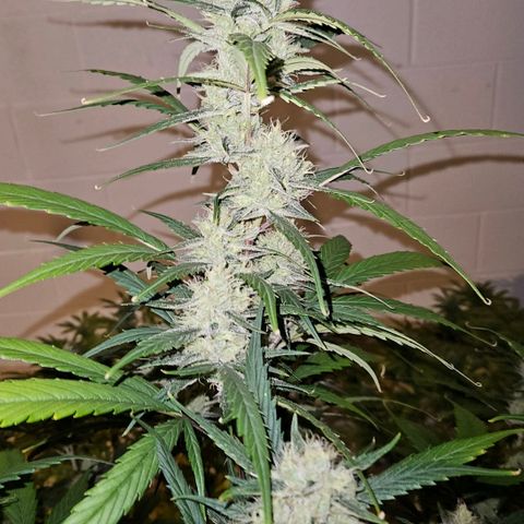 420 Mystery x7 -1 growlog timeline photo