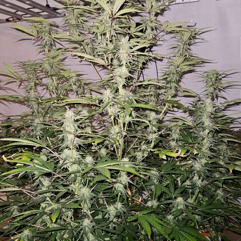 420 Mystery x7 -1 growlog timeline photo