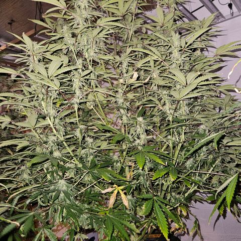 420 Mystery x7 -1 growlog timeline photo