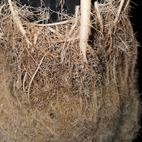 420 Mystery x7 -1 growlog timeline photo