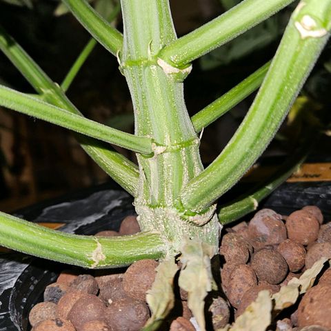 420 Mystery x7 -1 growlog timeline photo