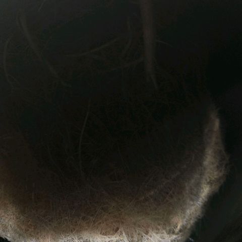 420 Mystery x7 -1 growlog timeline photo