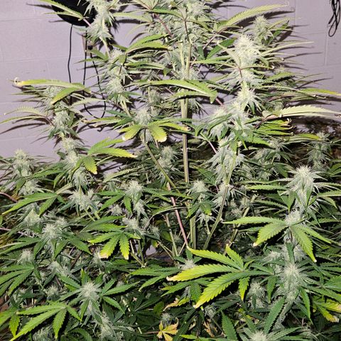 420 Mystery x7 -1 growlog timeline photo