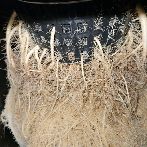 420 Mystery x7 -1 growlog timeline photo