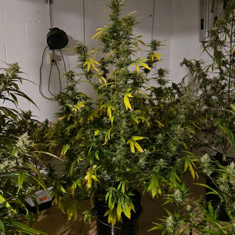 420 Mystery x7 -1 growlog timeline photo