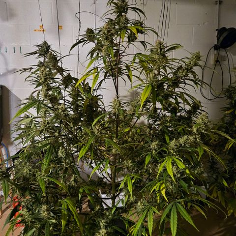420 Mystery x7 -1 growlog timeline photo
