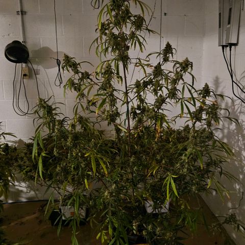 420 Mystery x7 -1 growlog timeline photo