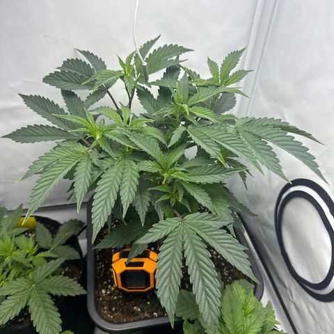 Gorilla Chunk Cookie growlog timeline photo
