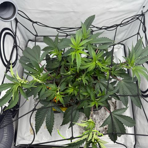 Gorilla Chunk Cookie growlog timeline photo