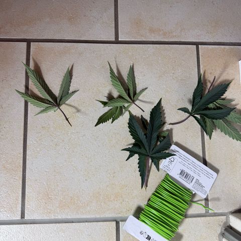 Gorilla Chunk Cookie growlog timeline photo