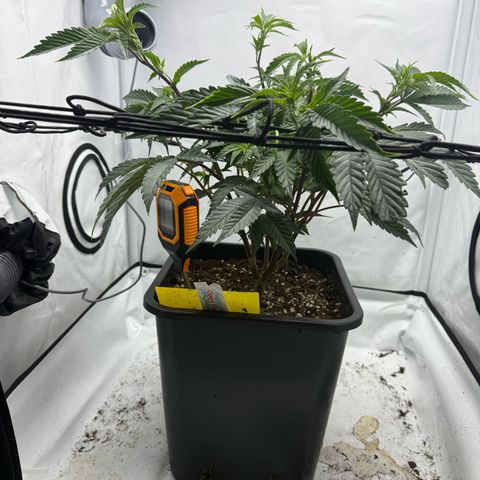 Gorilla Chunk Cookie growlog timeline photo