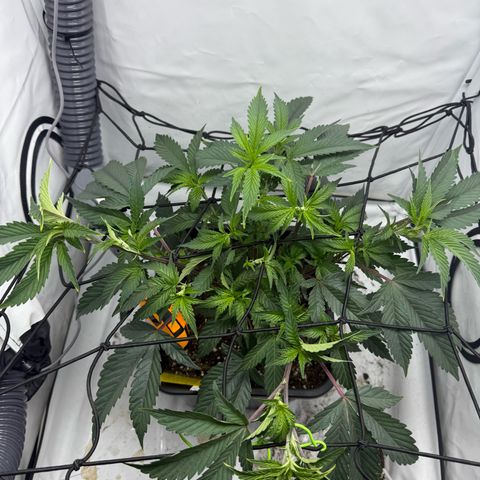 Gorilla Chunk Cookie growlog timeline photo