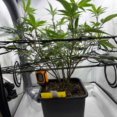 Gorilla Chunk Cookie growlog timeline photo