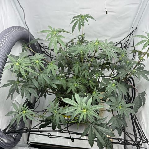 Gorilla Chunk Cookie growlog timeline photo