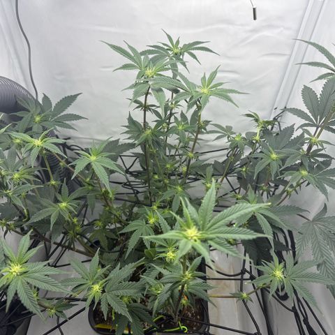 Gorilla Chunk Cookie growlog photo: Nach erster entlaubung