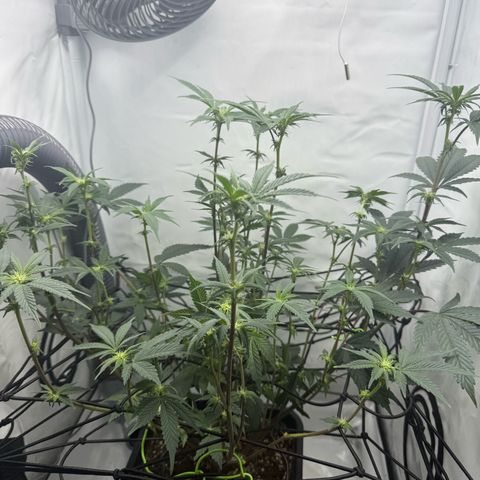 Gorilla Chunk Cookie growlog photo: Nach erster entlaubung
