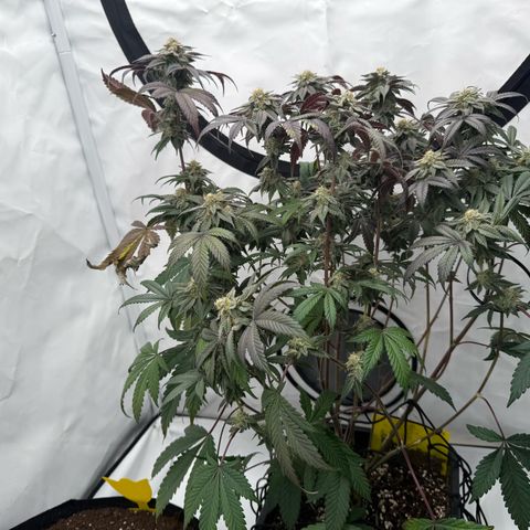 Gorilla Chunk Cookie growlog timeline photo