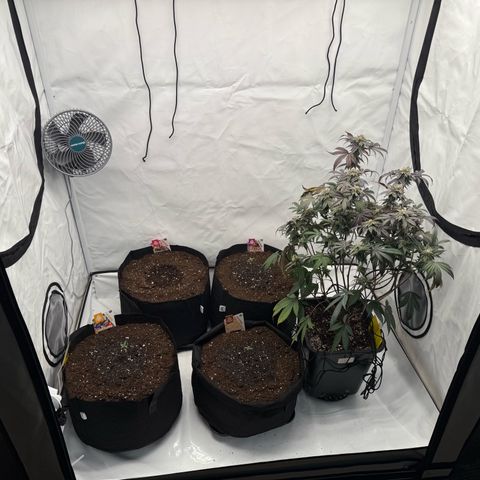 Gorilla Chunk Cookie growlog timeline photo