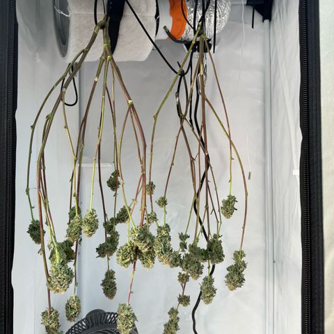 Gorilla Chunk Cookie growlog timeline photo