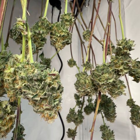 Gorilla Chunk Cookie growlog timeline photo