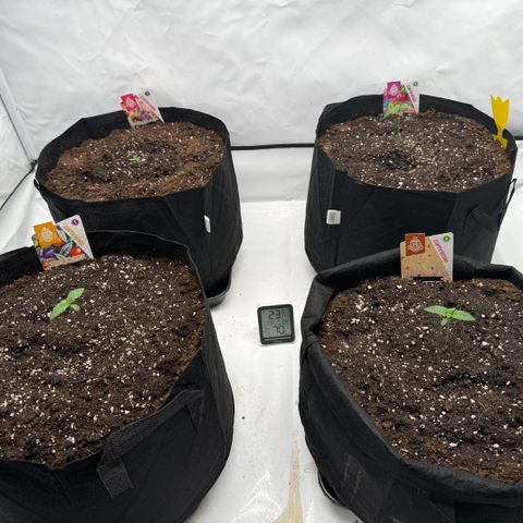 White Runtz growlog timeline photo