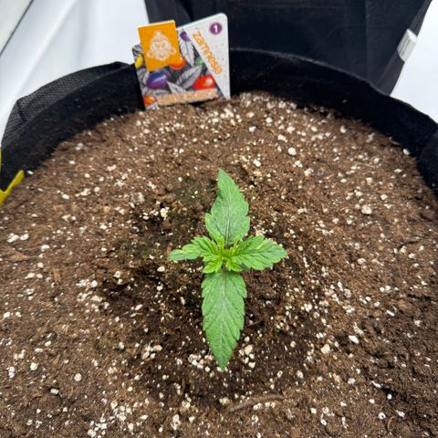 White Runtz growlog timeline photo