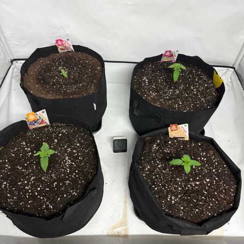 Girl Scout Cookies growlog timeline photo