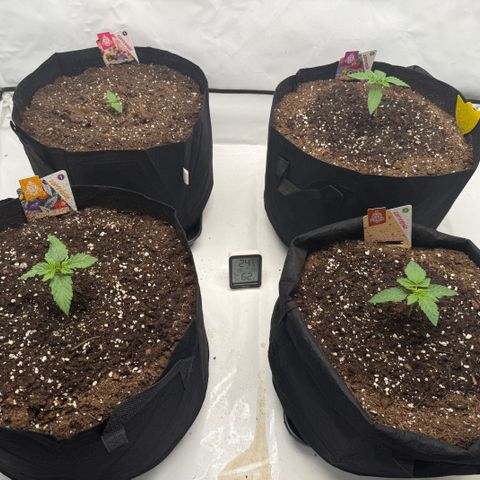 Tangerine Dream growlog timeline photo