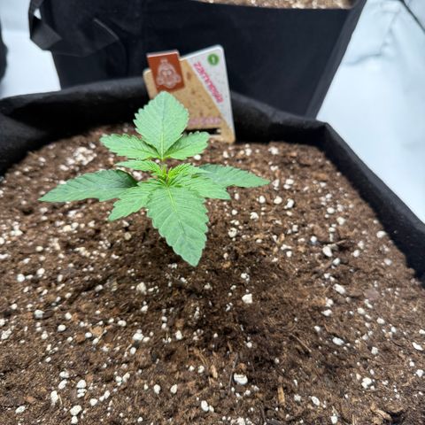 Girl Scout Cookies growlog timeline photo