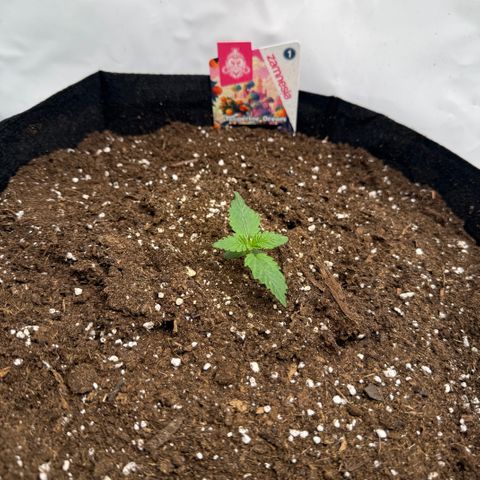 Tangerine Dream growlog timeline photo