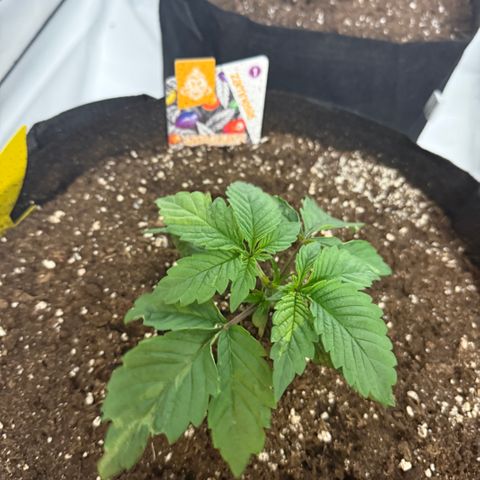 White Runtz growlog timeline photo