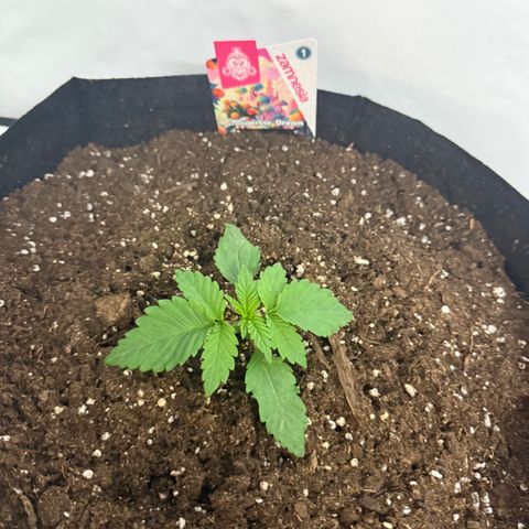 Tangerine Dream growlog timeline photo