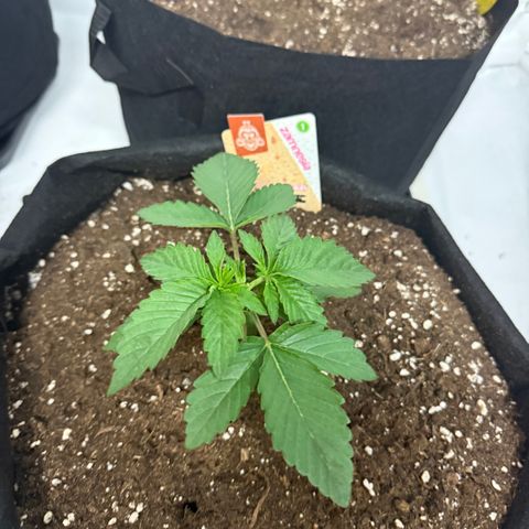 Girl Scout Cookies growlog timeline photo