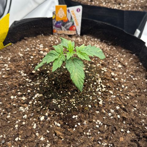 White Runtz growlog timeline photo