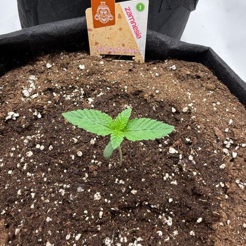 Girl Scout Cookies growlog timeline photo