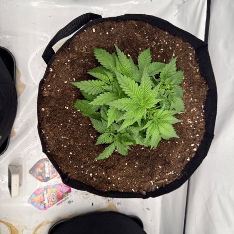 Tangerine Dream growlog timeline photo