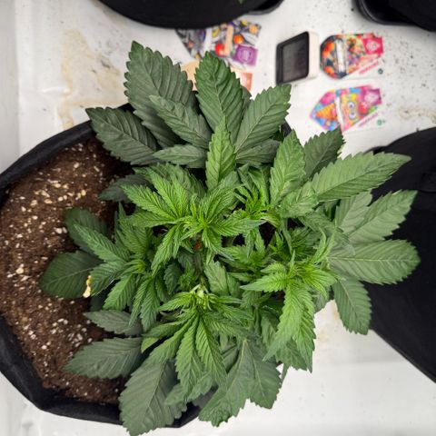 Girl Scout Cookies growlog timeline photo
