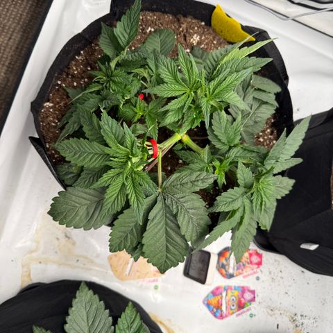 White Runtz growlog timeline photo