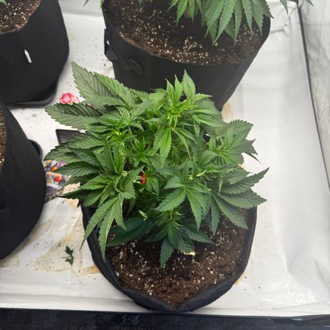 Girl Scout Cookies growlog timeline photo