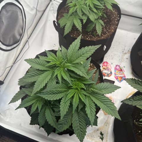 White Runtz growlog timeline photo