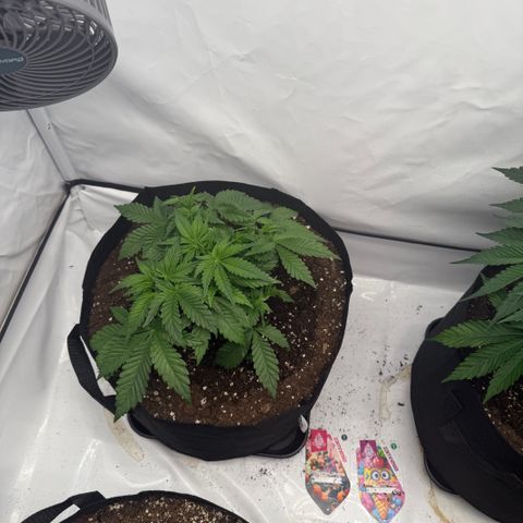 Tangerine Dream growlog timeline photo